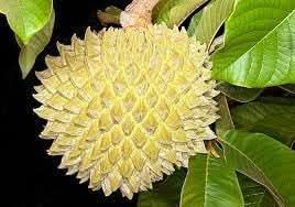 Annona purpurea fruit seeds