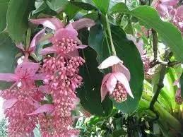 Medinilla Magnifica Flower Seeds for Planting - NON GMO Seeds Dhara Seeds