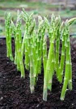 Asparagus Asparagus officinalis seeds for garden planting