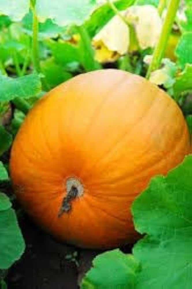 Peanut-Shaped Pumpkin Cucurbita pepo vegetable seeds for kitchen garden planting