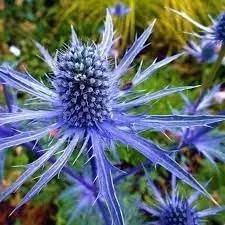 Eryngium Plant Seeds for Garden - NON GMO Seeds Dhara Seeds