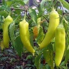 Banana Pepper Seeds for Planting