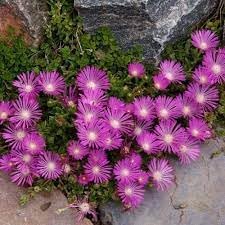 Delosperma Flower Seeds for Planting - 100 pcs