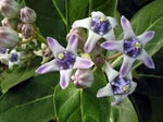 Gigantea Flower Seeds for Planting - 100 seeds for planting in home garden