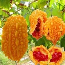 Momordica Vegetable Seeds for Planting - heirloom & Non GMO Seeds