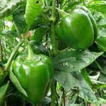 Cedrino hot peppers from high-yield Capsicum annuum seeds with glossy red fruits and bushy green foliage