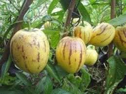Solanum Fruit Seeds - Grow Unique Solanum Fruits in Your Yard
