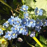 Fairy Mirror Blue Gem Flower Seeds for Planting - 100 seeds for planting in home garden