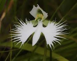Egret Bonsai Flower Seeds – Heirloom Non-GMO Seeds for Decorative Garden Planting