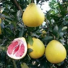 Pomelo Fruit Seeds for Gardening Seeds