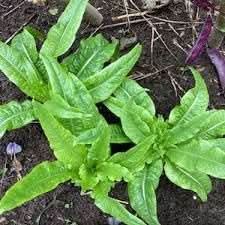Asparagus Lettuce Celtuce Seeds for Planting heirloom & Non-GMO Seeds