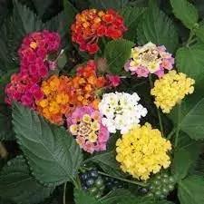 Lantana Mix Flower Seeds for Garden Planting - NON GMO Seeds Dhara Seeds