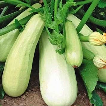 Bianco Di Trieste Zucchini Seeds for Planting