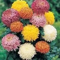 Organic Mixed Colors Chrysanthemum Flower Seeds for Planting – Heirloom, Non-GMO seeds for planting in home garden