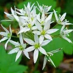 Ursinum Flower Seeds for Planting - NON GMO Seeds Dhara Seeds