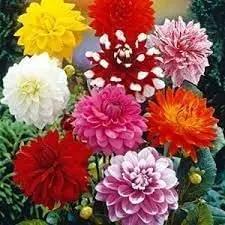 Mix Dahlia Pompon Flower Seeds for Planting - Dhara Seeds