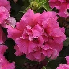Pink Double Petunia Flower Seeds for Planting - Heirloom, NON-GMO Seeds - Vibrant Garden Blooms Dhara Seeds