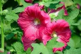 Malvarosa Flower Seeds for Planting - NON GMO Seeds Dhara Seeds