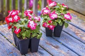 Ornamental Flower Seeds Heirloom Non GMO Planting - 100 - Flower for planting in home garden