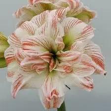 Amaryllis Barbados Flower Seeds – Non-GMO, Heirloom Blooms for Tropical Garden Planting for planting in home garden