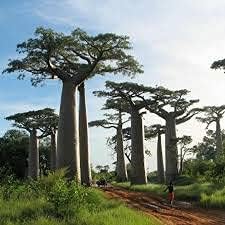 Baobab Heirloom Non Gmo Image