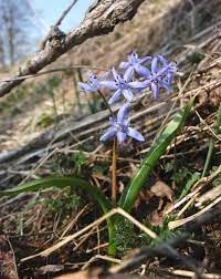 Scilla Bifolia Flower Seeds for Planting, 100