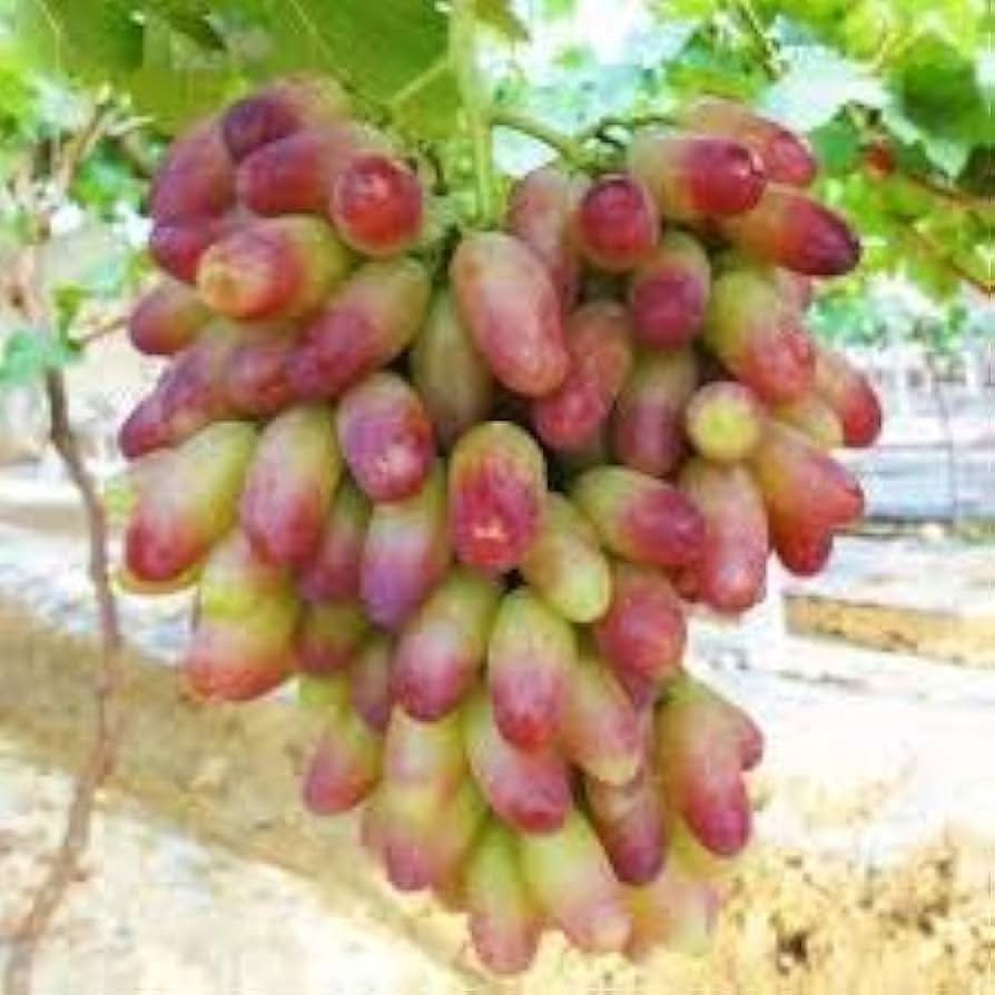 Green red grape fruit seeds