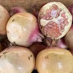 White pomegranate fruit seeds