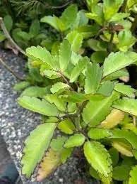 high-germination-non-gmo-kalanchoe-plant-seeds

