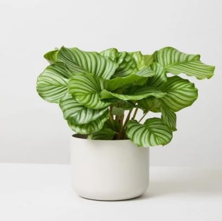 Green Calathea Orbifolia - Heirloom, Non - Gmo Seeds