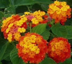 Wandelrose Flower Seeds for Planting, 100 seeds for planting in home garden