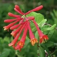 Honeysuckle Flower Seeds for Garden Planting - NON GMO Seeds Dhara Seeds