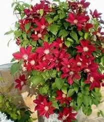 Clematis Flower Seeds Maroon for Planting - NON GMO Seeds Dhara Seeds