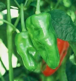 Green Padrón Pepper Capsicum annuum seeds for garden planting