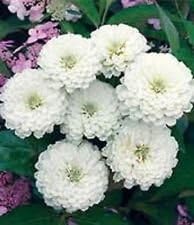 White Oklahoma Flower Seeds for Planting, 100 seeds for planting in home garden