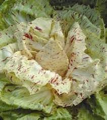 Castelfranco Radicchio Seeds for Planting