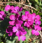 Lunaria Annua Flower Seeds for Planting, 100 seeds for planting in home garden