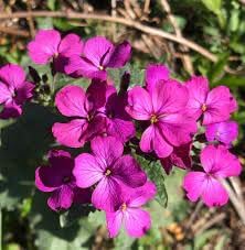 Lunaria Annua Flower Seeds for Planting, 100 seeds for planting in home garden