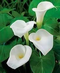 Calla Lily White Flower Seeds for Planting NON GMO Seeds Dhara Seeds