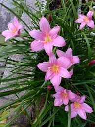 Zephyranthes Flower Seeds for Planting - 100 pcs for planting in your garden.