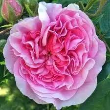 Damask Rose Bush Seeds for Planting – Heirloom, Non-GMO Flower Seeds for Gardens Dhara Seeds