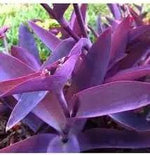 Tradescantia Pallida Plant Seeds for Planting - NON GMO Seeds seeds for planting in home garden