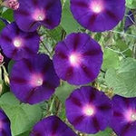 Morning Glory Flower Heirloom Non Gmo Image