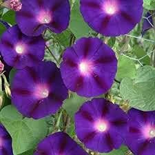 Morning Glory Flower Heirloom Non Gmo Image