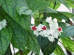 Thomsonae (Thomsonae scientific name) for planting in garden