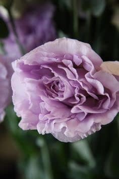 Lavender Eustoma (Lisianthus) Flower Seeds for Planting - Heirloom, NON-GMO, Easy to Grow