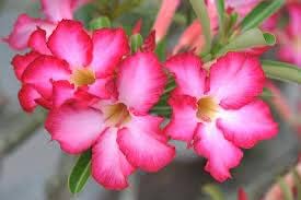 Desert Plant Flower Seeds for Planting - 100 pcs