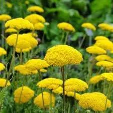 Yarrow Flower Seeds for Garden - NON GMO Seeds Dhara Seeds