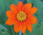 Orange Mini Sunflower Seeds for Planting – Bright Dwarf Blooms, Easy to Grow, Ideal for Home Gardens for planting in home garden