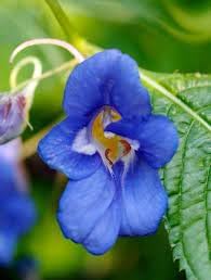Blue Impatiens Flower Seeds for Planting - 100 pcs for planting in your garden.